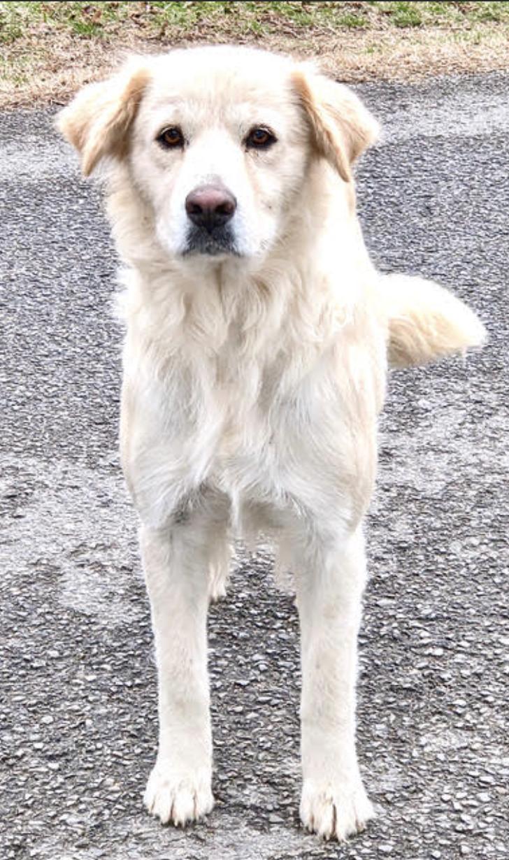 Tebow Tango ~ Local Guy, a Adoptable mixed breed in Andover, MA image 6/6