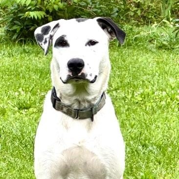 Tebow Tango ~ Local Guy, Adoptable, Young Male Great Pyrenees & Bulldog.