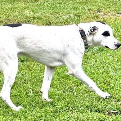 Tebow Tango ~ Local Guy, a Adoptable mixed breed in Andover, MA image 4/6