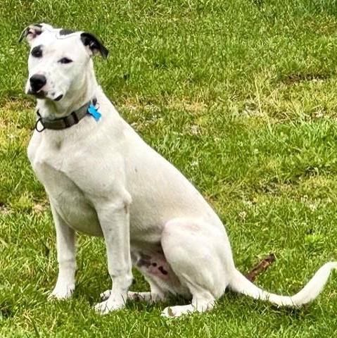 Tebow Tango ~ Local Guy, a Adoptable mixed breed in Andover, MA image 3/6