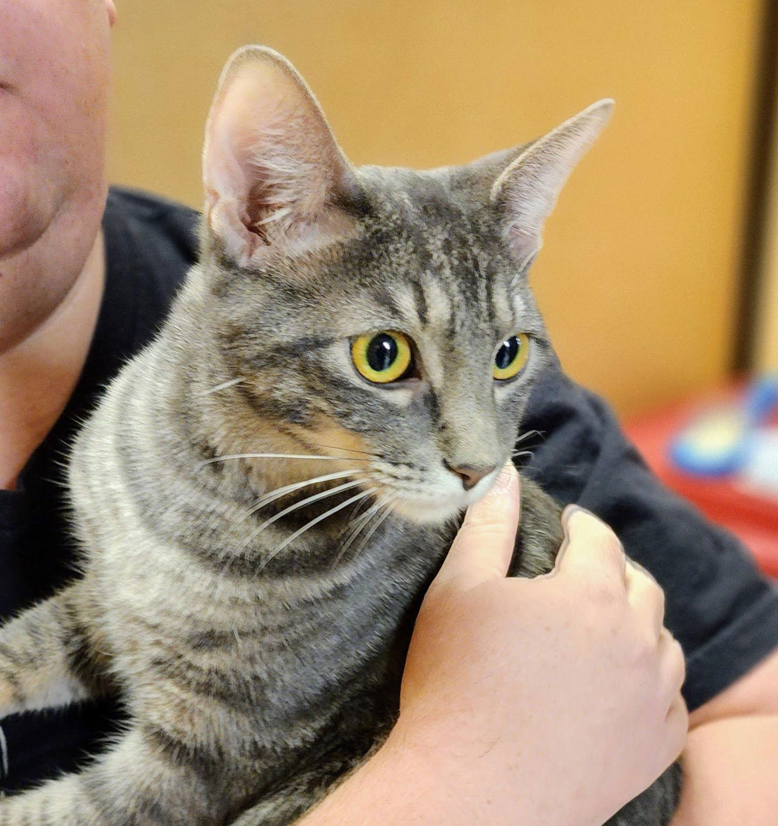 Enlarge Alexandre, a Adoptable Tabby in Garland, TX image 1/3