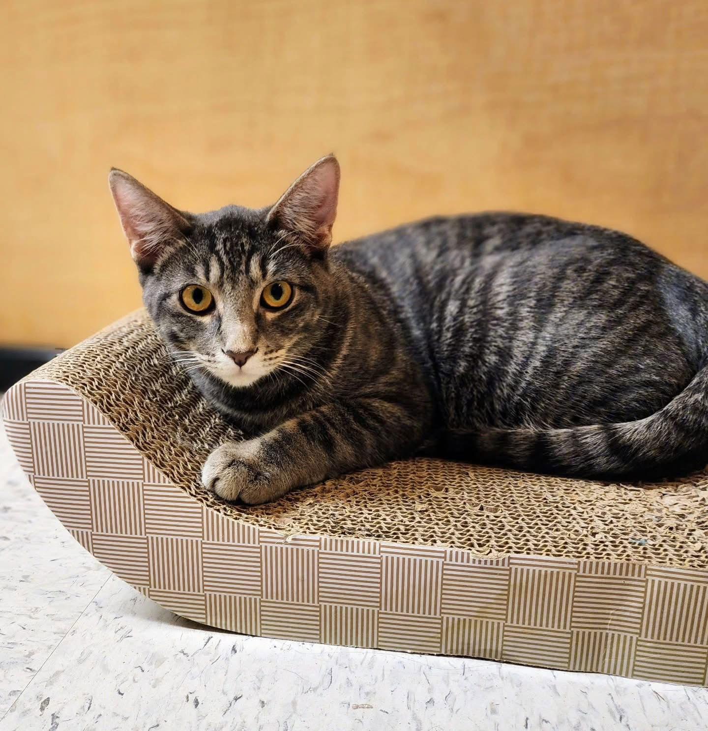 Alexandre, Adoptable, Young Male Tabby & Domestic Short Hair.