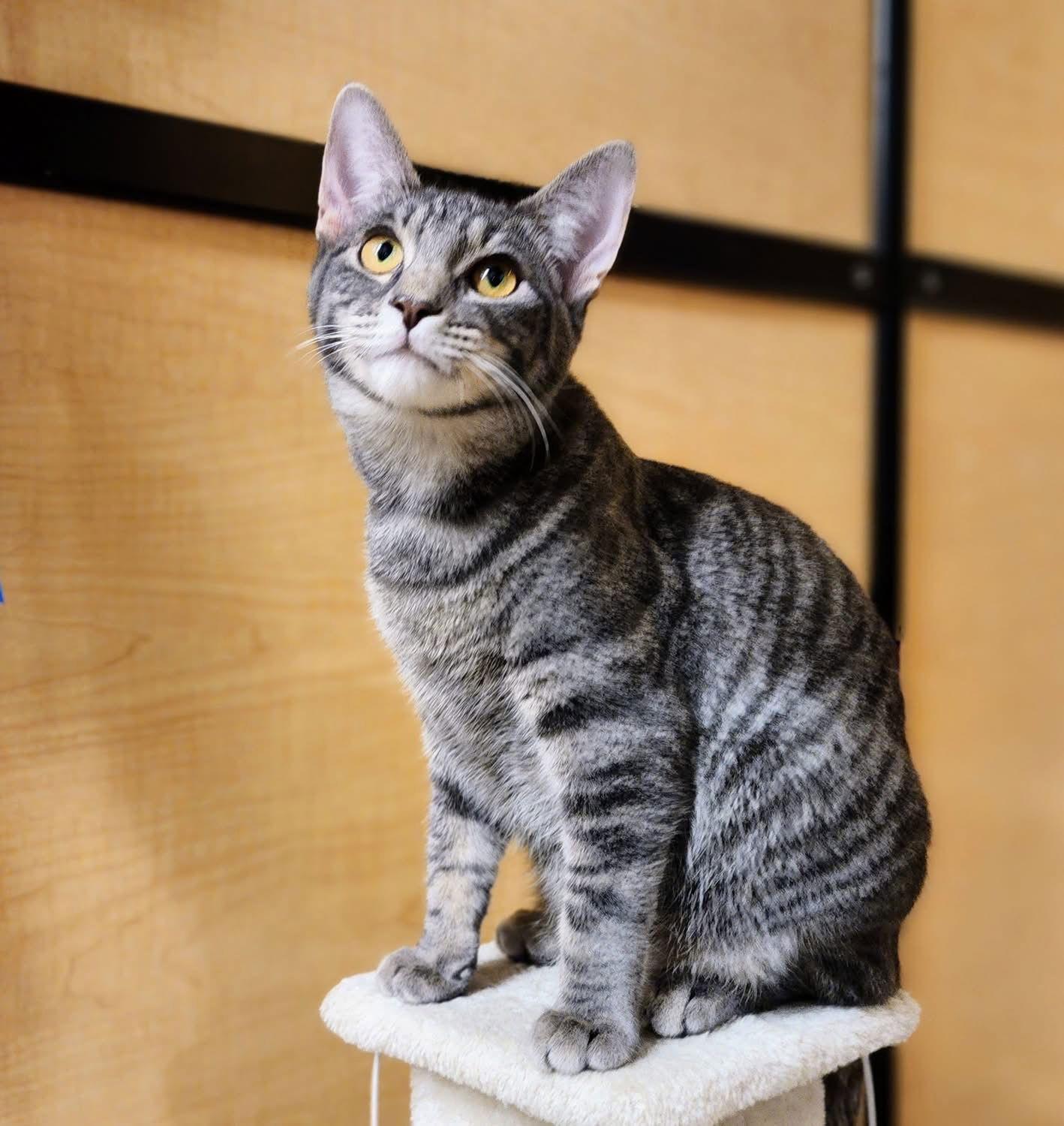 Enlarge Alexandre, a Adoptable Tabby in Garland, TX image 3/3