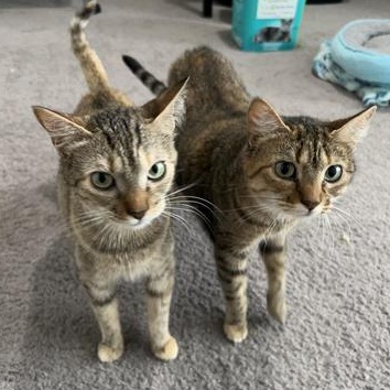 Enlarge M&M & Lindale, a Adoptable mixed breed in North Bergen, NJ image 3/6