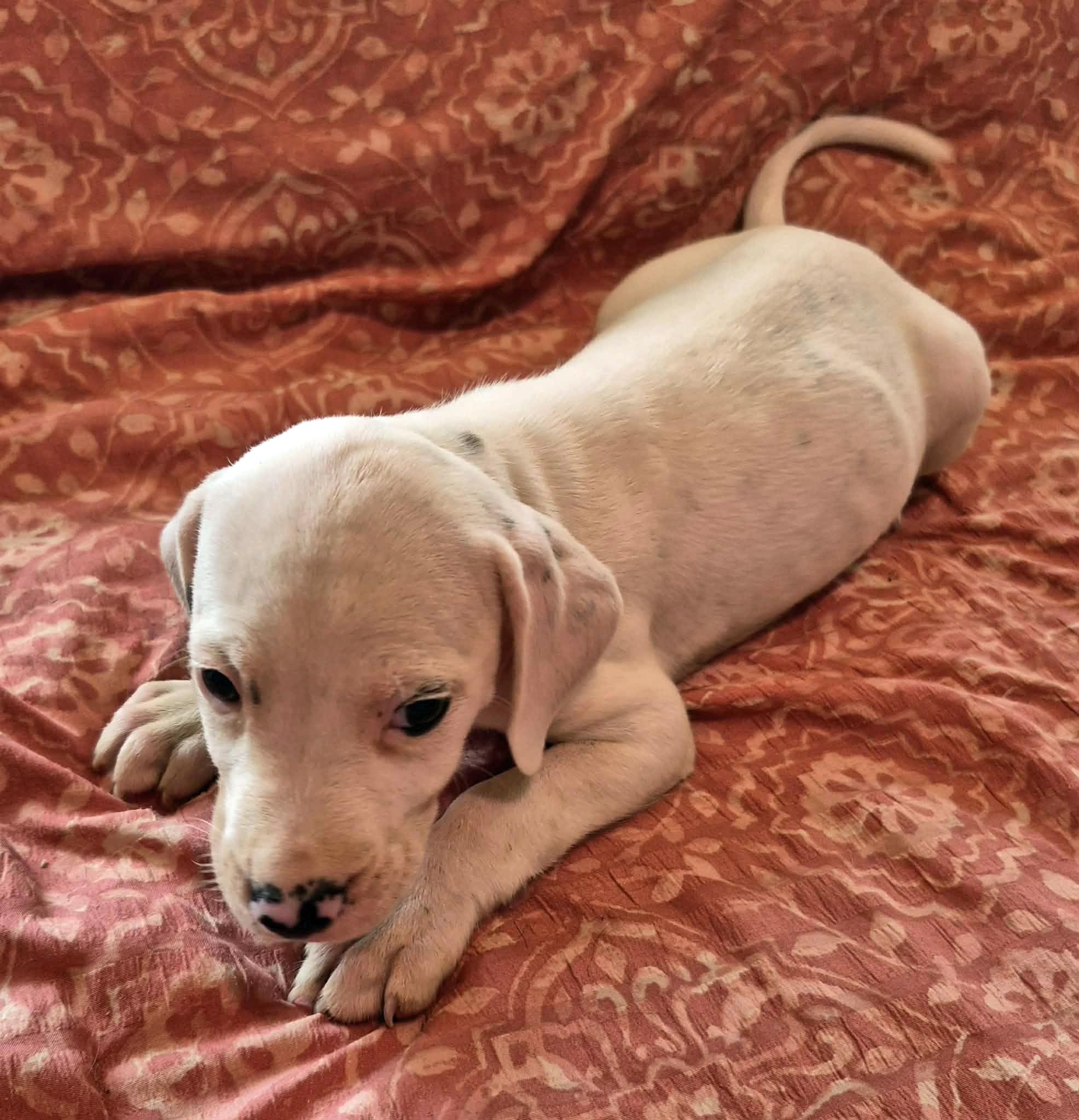 Enlarge Pippin, an adopted mixed breed in Marion, NC image 2/4
