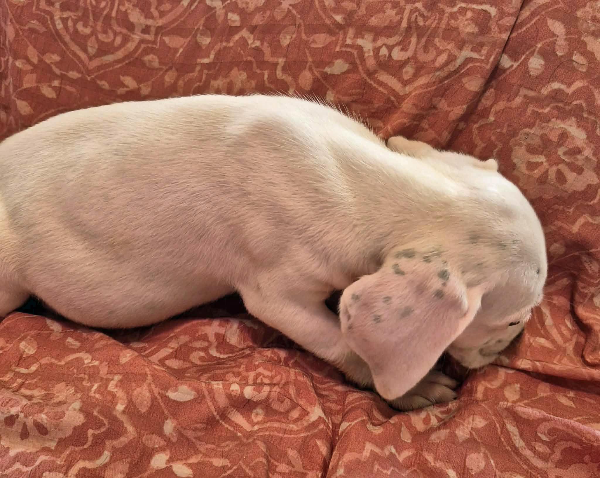 Enlarge Pippin, an adopted mixed breed in Marion, NC image 3/4