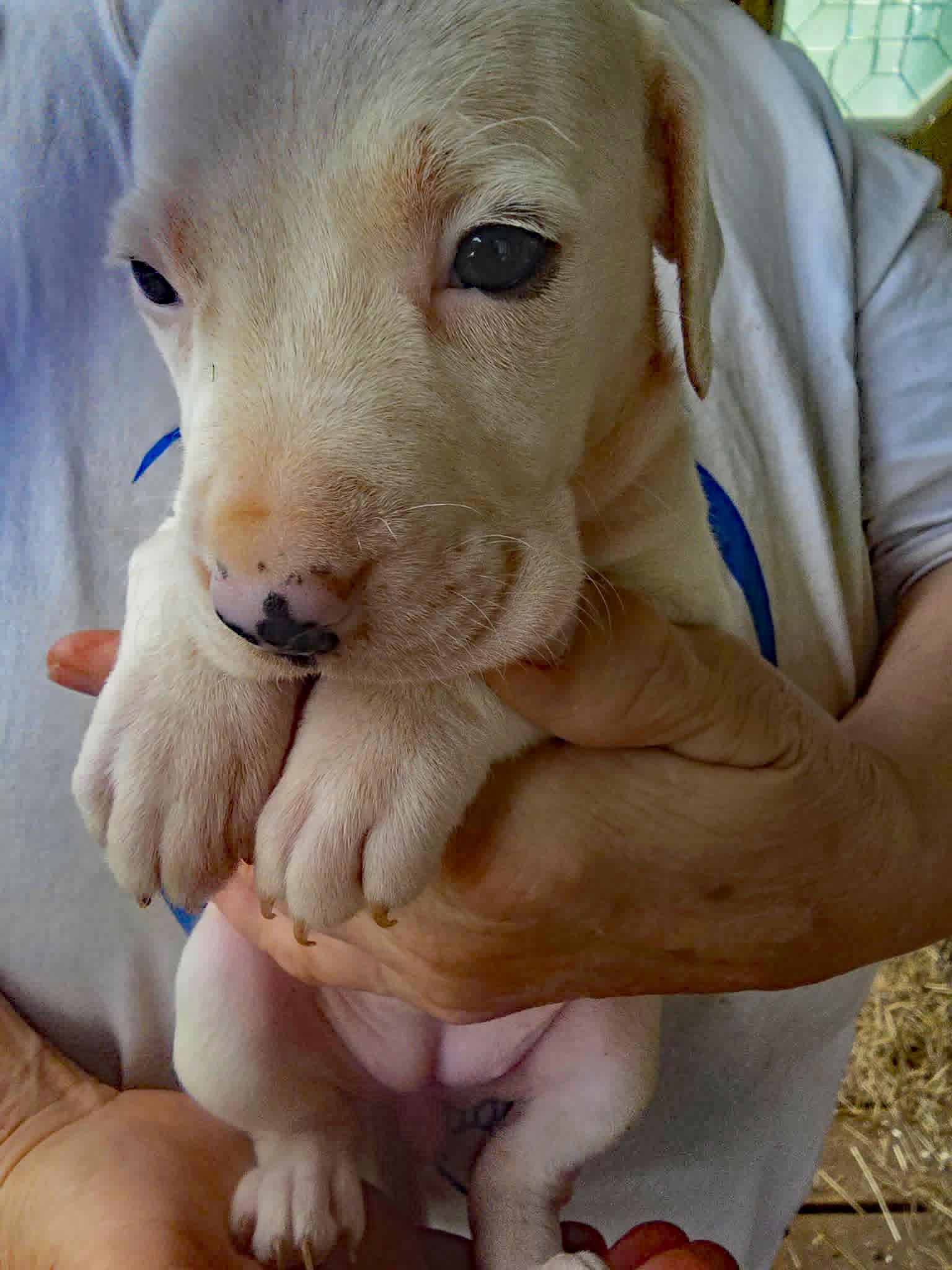 Enlarge Pippin, an adopted mixed breed in Marion, NC image 4/4