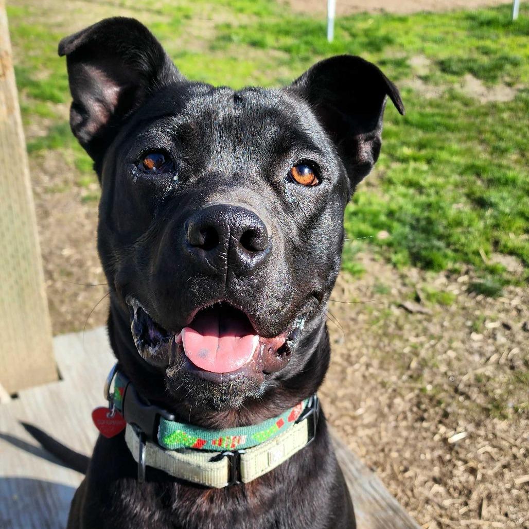 Frank, a Adoptable mixed breed in Medford, OR image 1/4