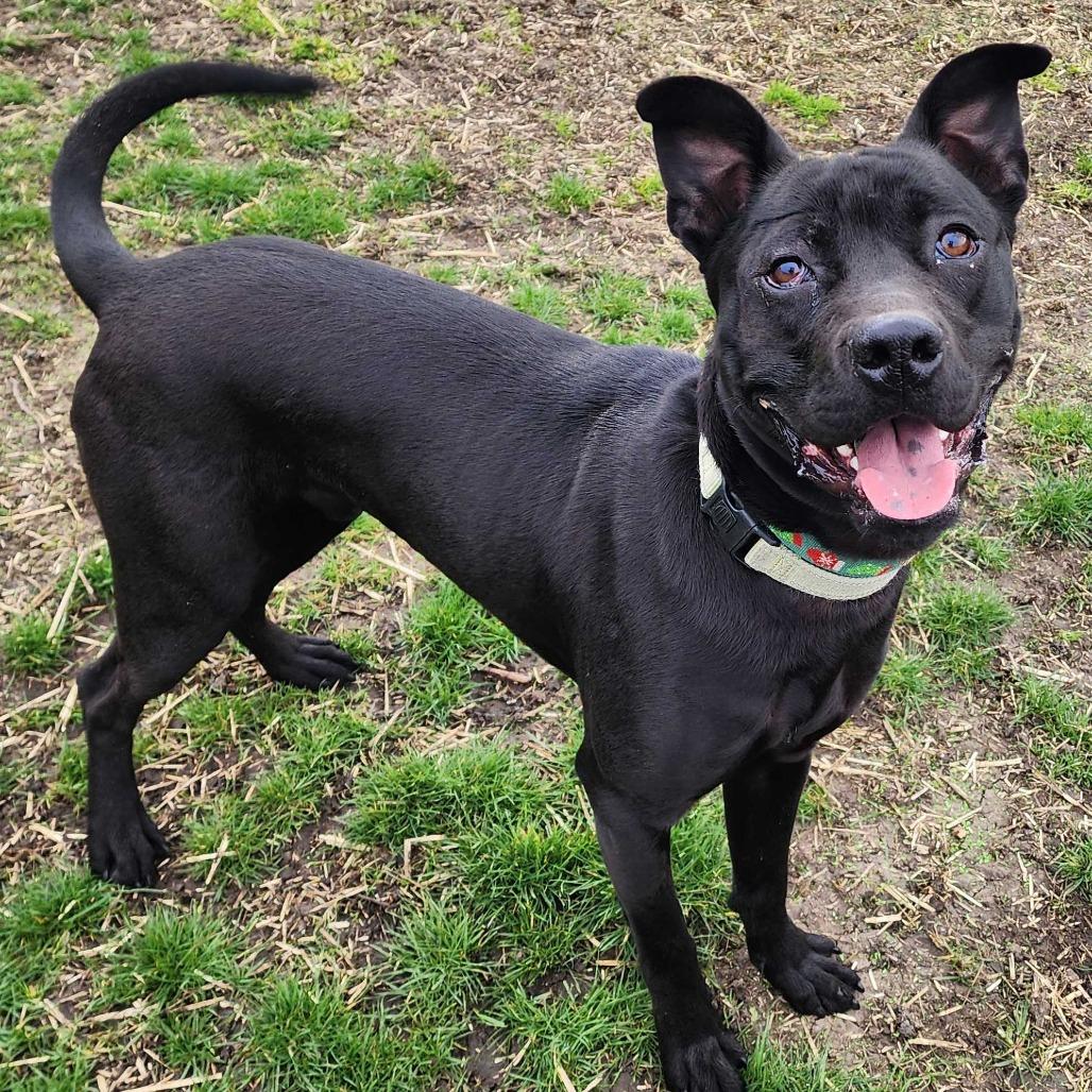 Frank, a Adoptable mixed breed in Medford, OR image 3/4