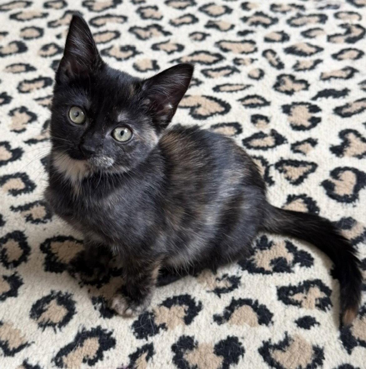 Ember, Adoptable, Kitten Female Tortoiseshell.