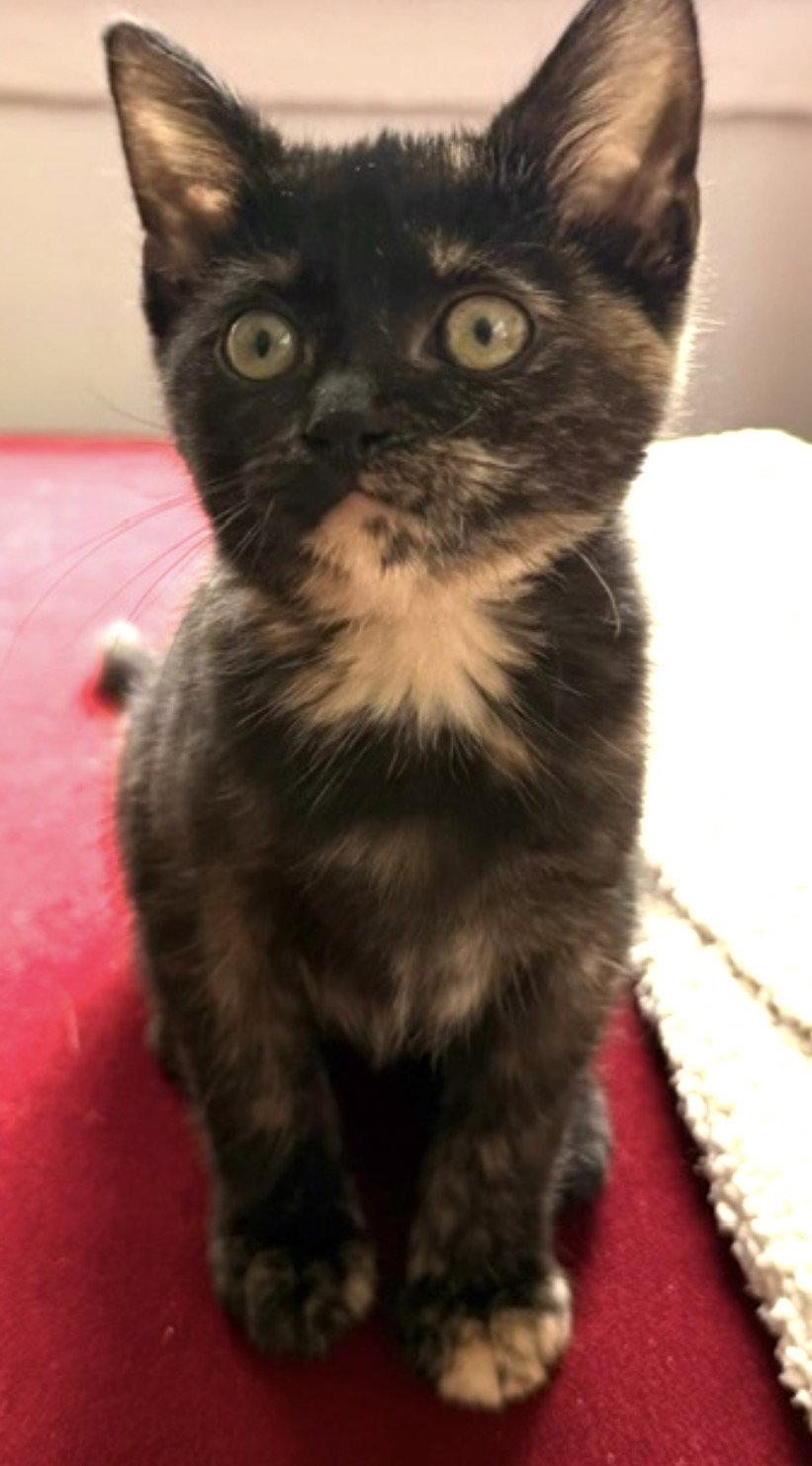 Enlarge Ember, a Adoptable Tortoiseshell in O'Fallon, MO image 2/3