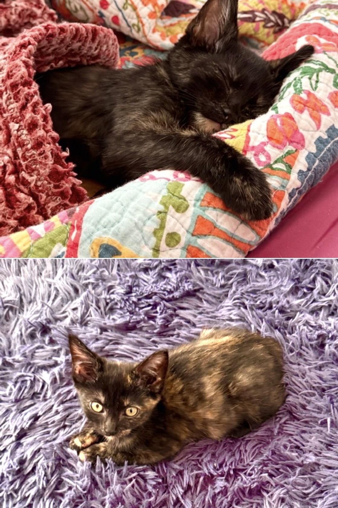 Enlarge Ember, a Adoptable Tortoiseshell in O'Fallon, MO image 3/3