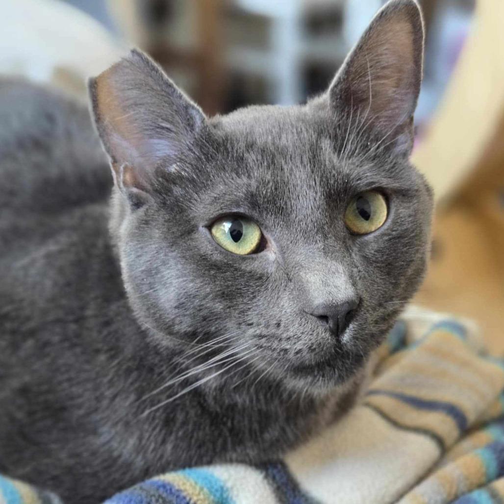 Zane, a Adoptable Domestic Short Hair in Jacksonville, OR image 1/2