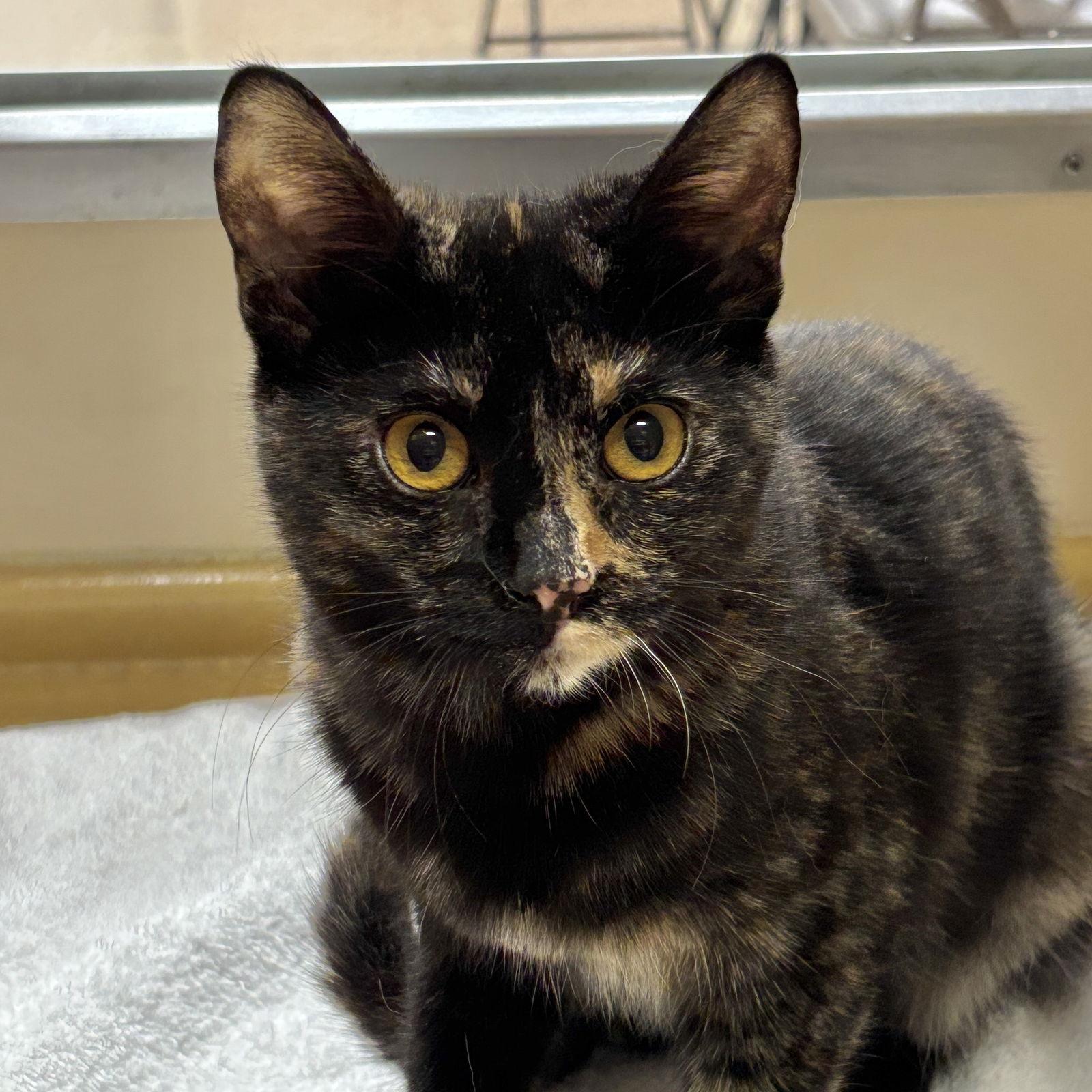 Enlarge Colette, a Adoptable Domestic Short Hair in Sonora, CA image 1/1