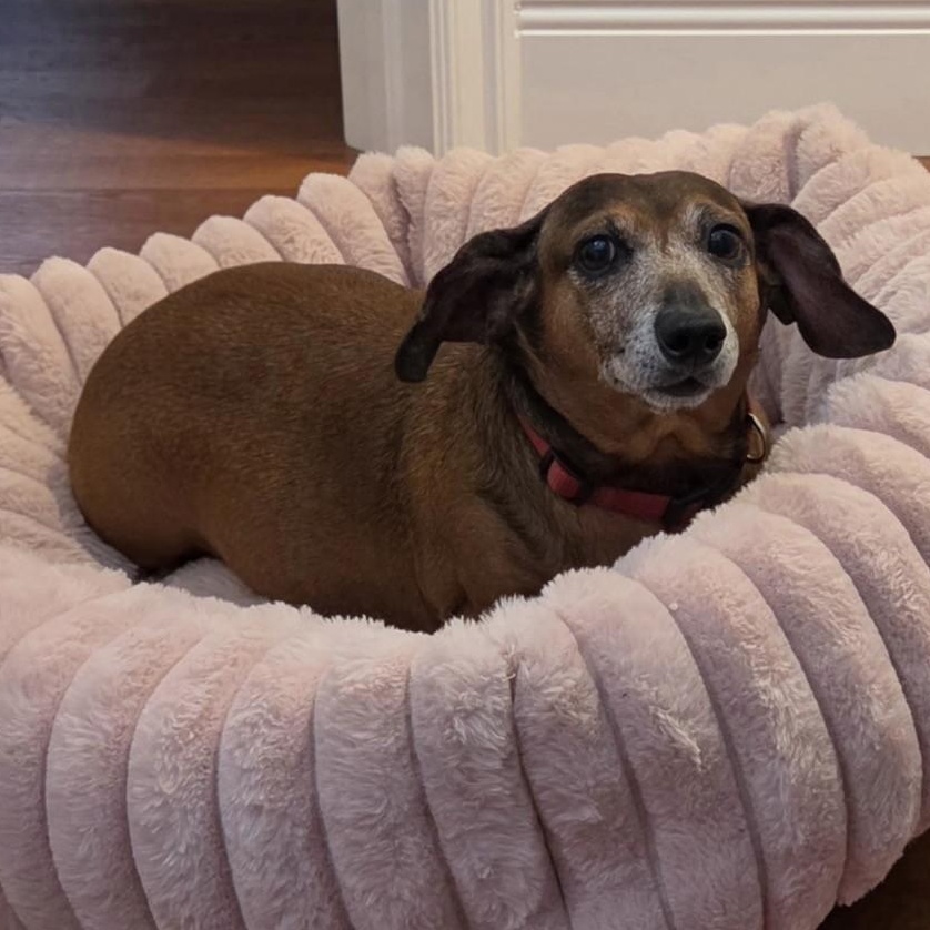 Daisy, adopted, Senior Female Dachshund.