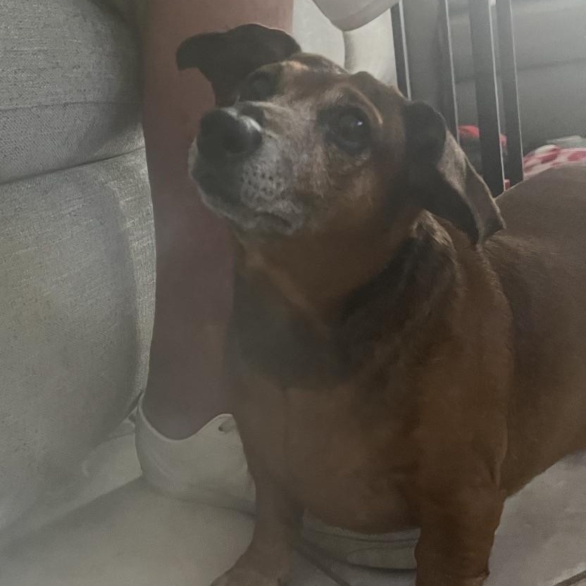 Daisy, an adopted Dachshund in Boca Raton, FL image 3/4