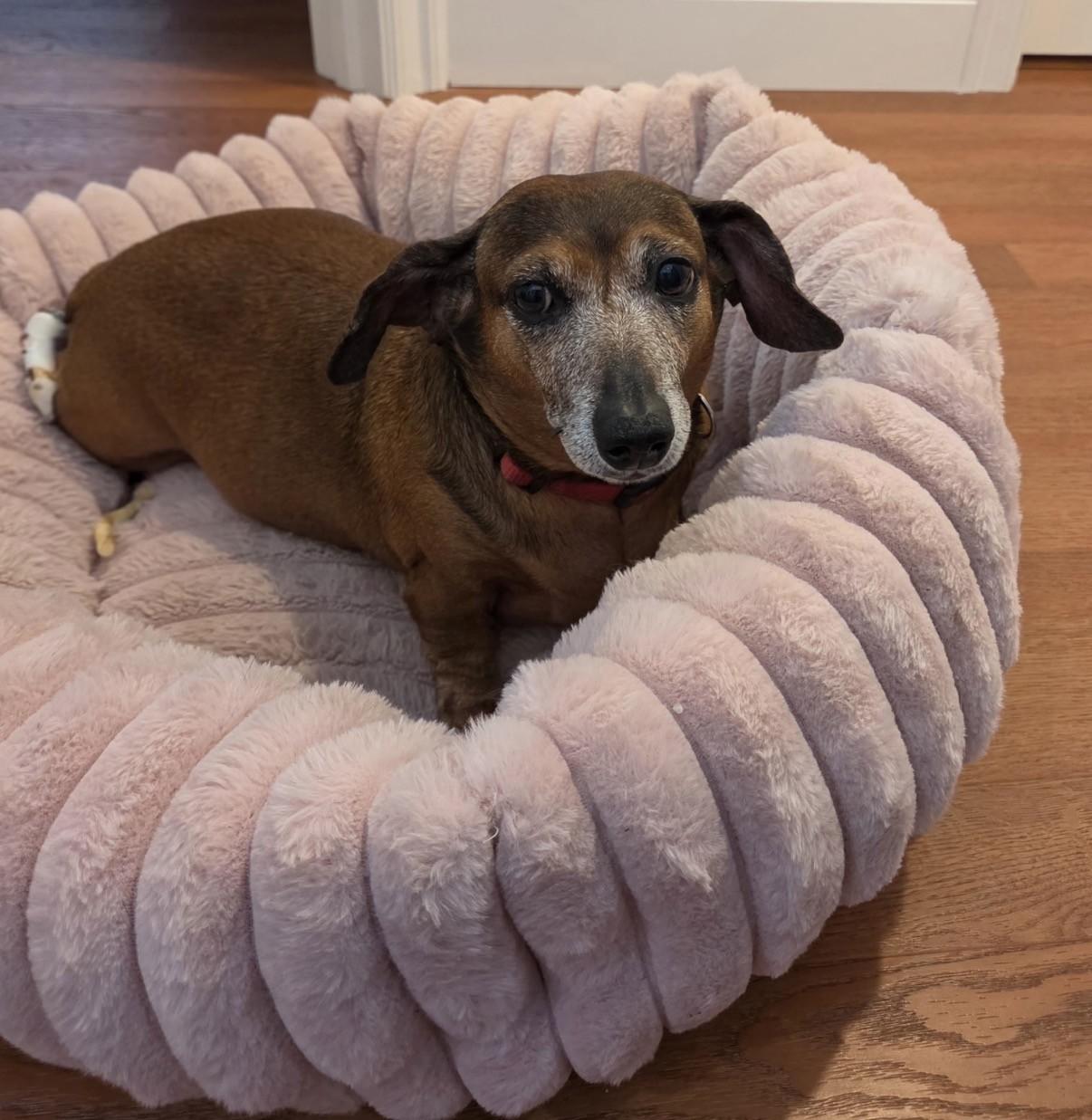 Daisy, an adopted Dachshund in Boca Raton, FL image 2/4
