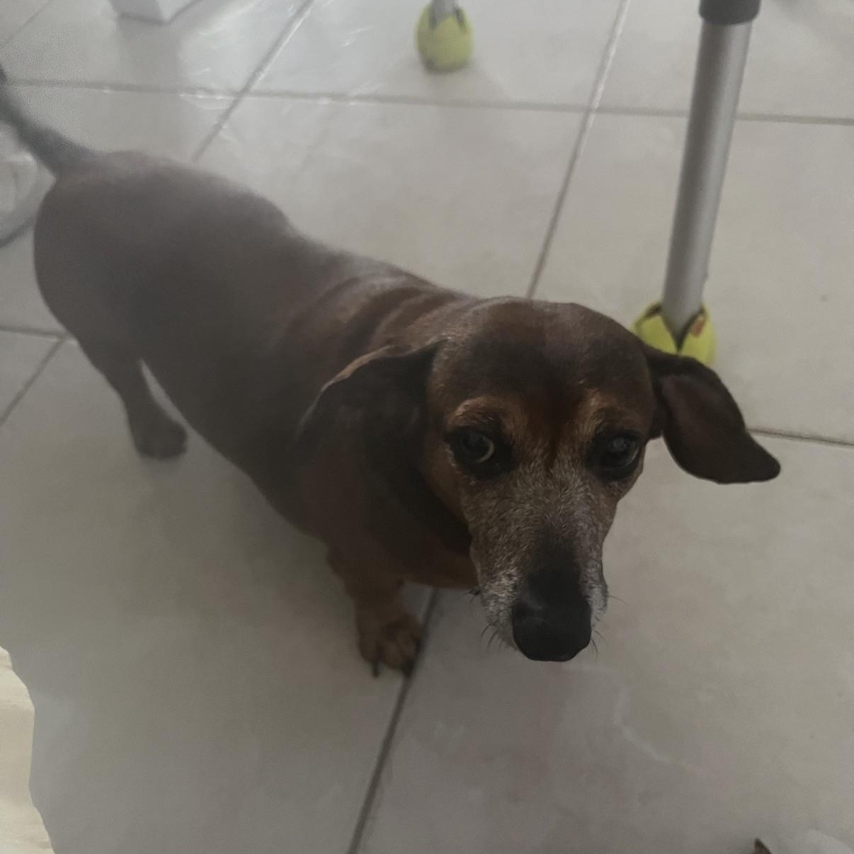 Daisy, an adopted Dachshund in Boca Raton, FL image 4/4