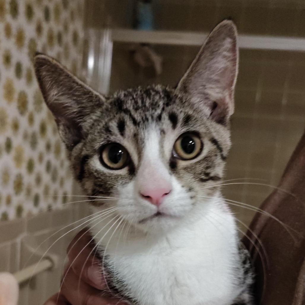 Brandine, Adoptable, Kitten Female Domestic Short Hair.