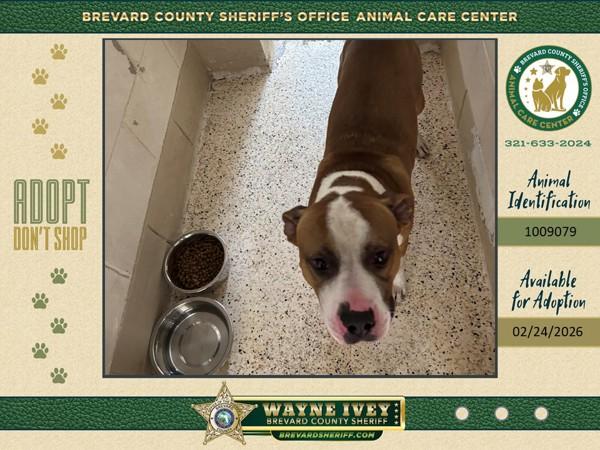 Enlarge Biscotti, a Adoptable mixed breed in Melbourne, FL image 1/1