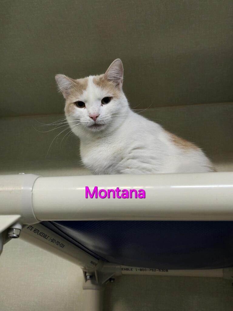 Montana
