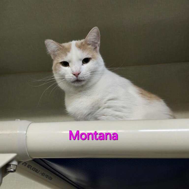 Montana, Adoptable, Young Female Domestic Short Hair.