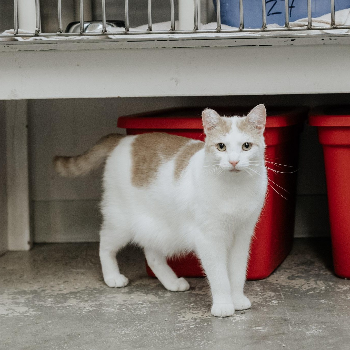 Montana, a Adoptable mixed breed in Saint Marys, PA image 2/3