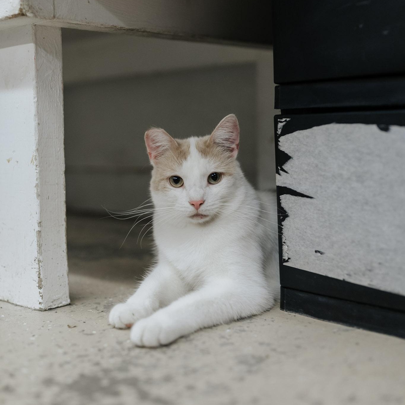 Montana, a Adoptable mixed breed in Saint Marys, PA image 3/3