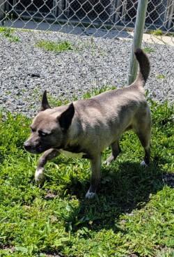 Enlarge Fresca, a Adoptable mixed breed in Hamilton, NJ image 2/3