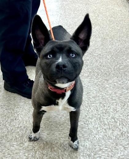 Enlarge Fresca, a Adoptable mixed breed in Hamilton, NJ image 3/3