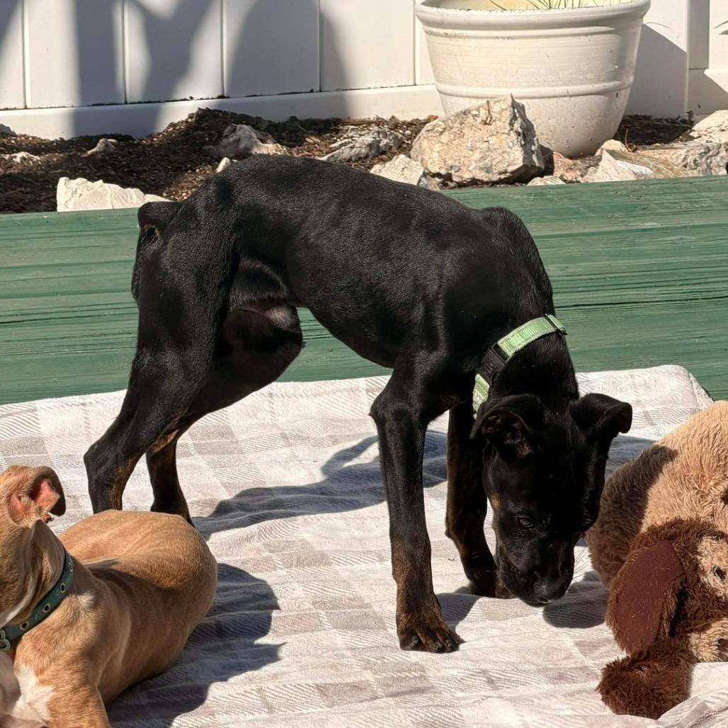 Archie, Adoptable, Young Male Rottweiler & Mixed Breed.