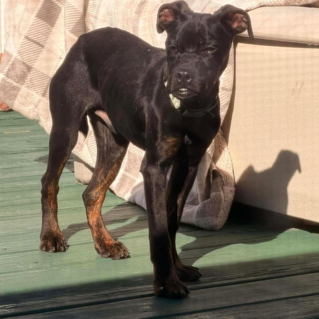 Enlarge Archie, a Adoptable mixed breed in Lutz, FL image 2/5