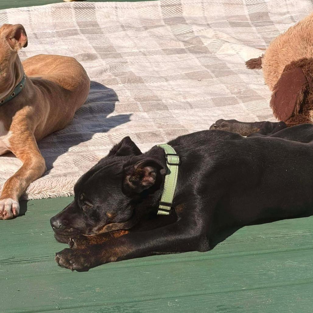 Enlarge Archie, a Adoptable mixed breed in Lutz, FL image 3/5