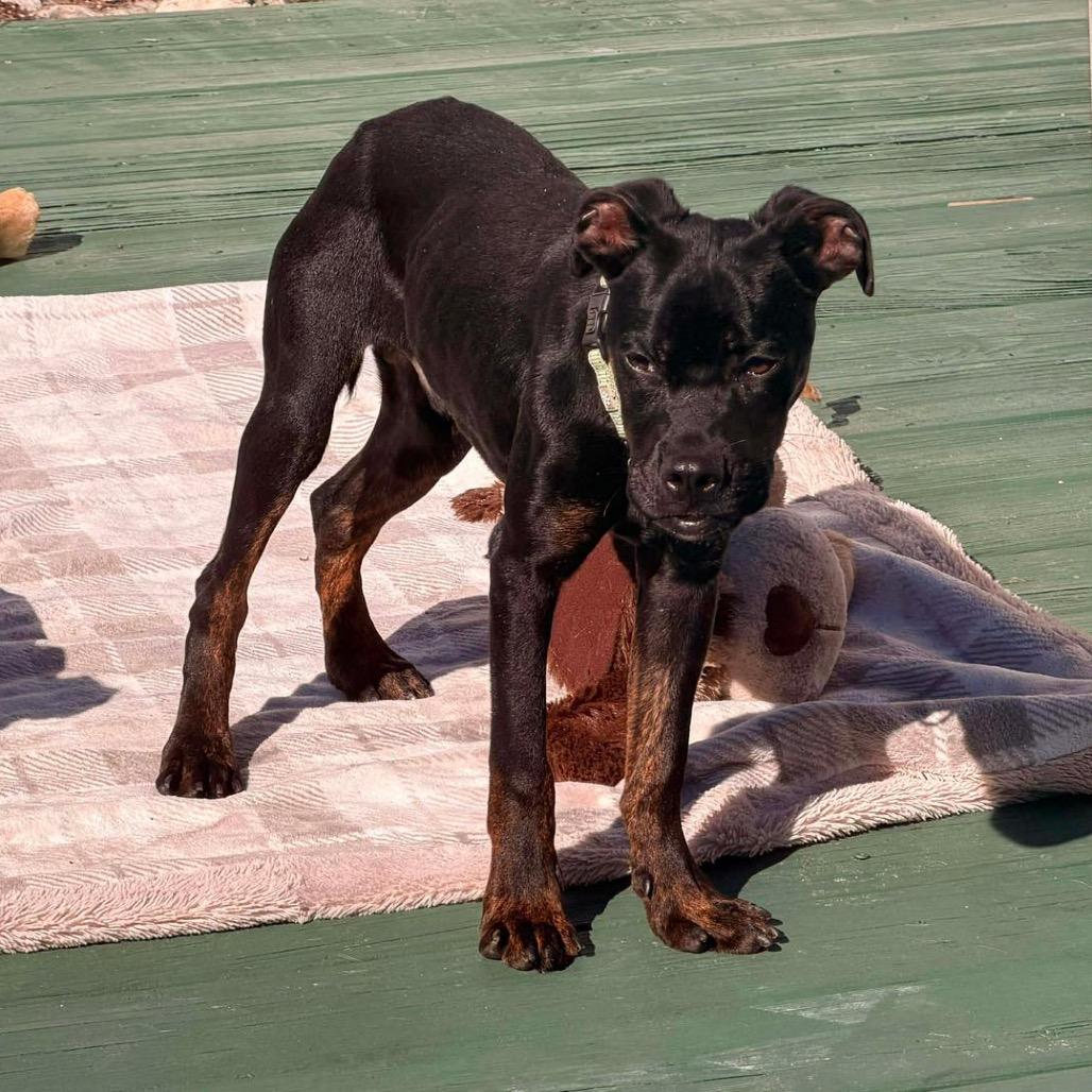 Enlarge Archie, a Adoptable mixed breed in Lutz, FL image 4/5