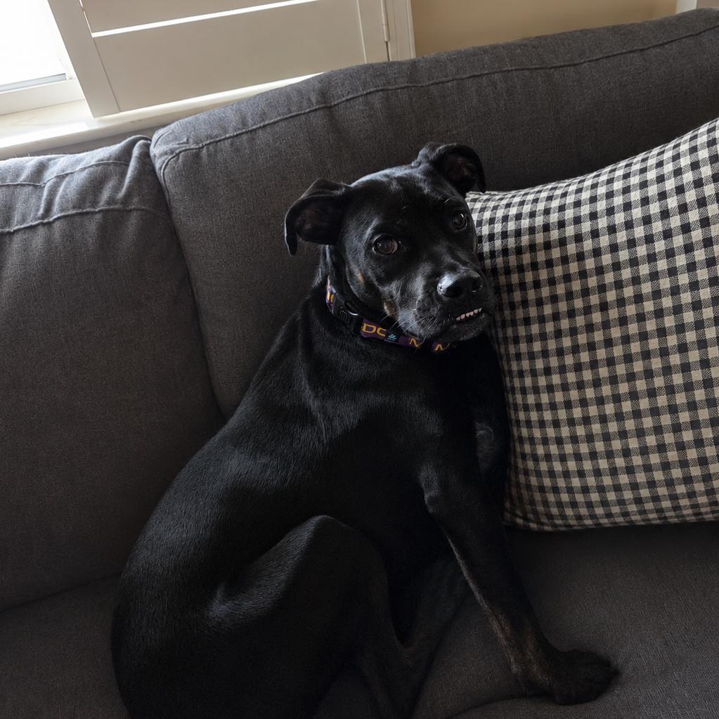 Archie, Adoptable, Young Male Rottweiler & Mixed Breed.