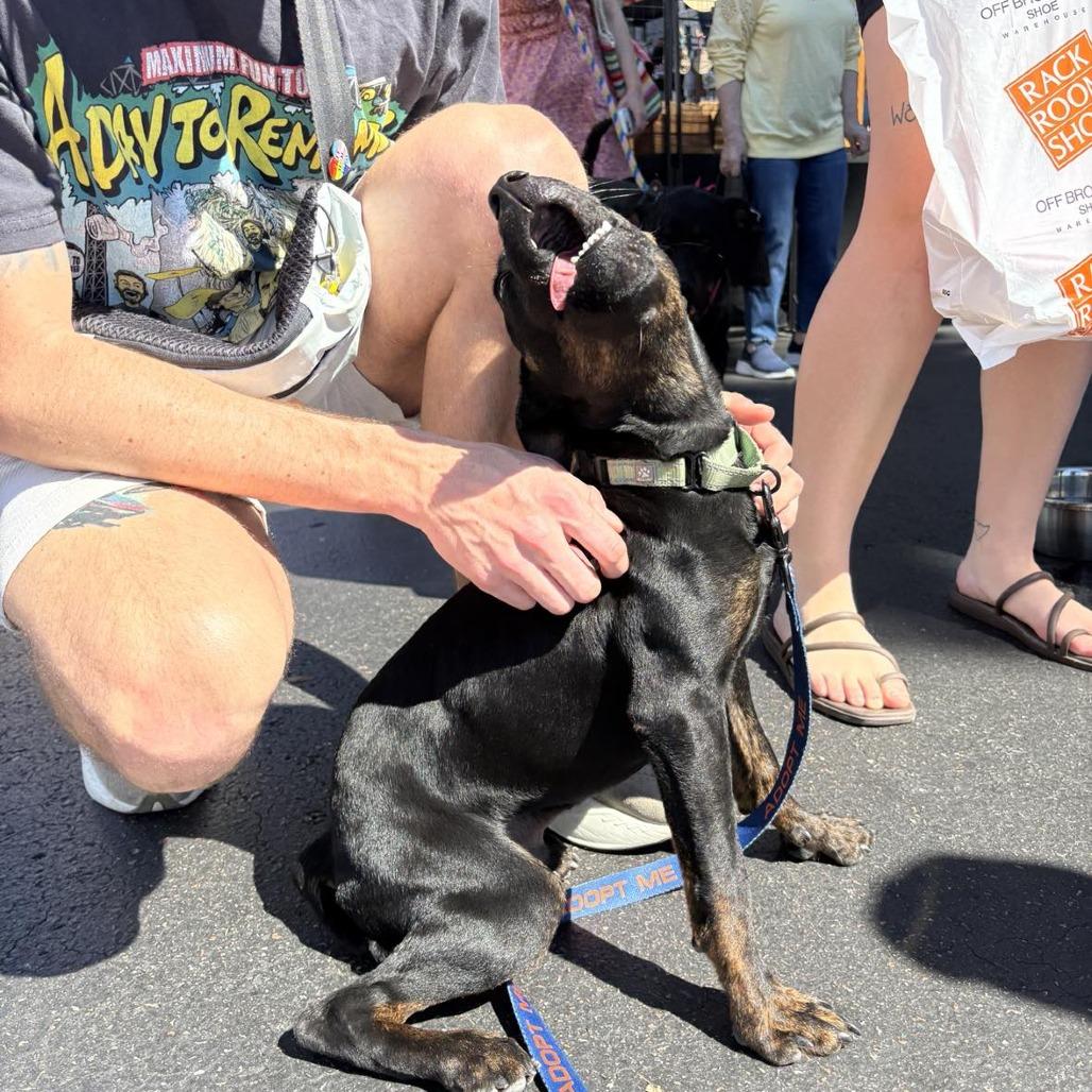 Archie, a Adoptable mixed breed in Lutz, FL image 2/6