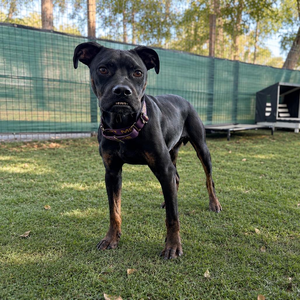 Archie, a Adoptable mixed breed in Lutz, FL image 2/6