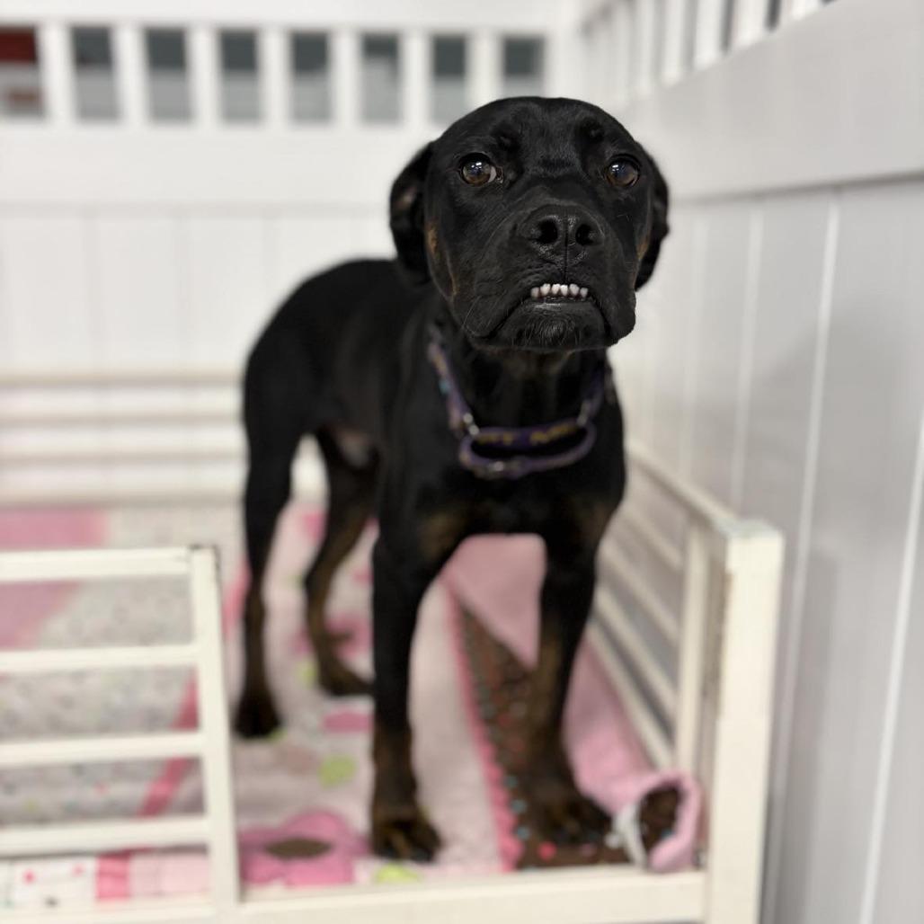 Archie, a Adoptable mixed breed in Lutz, FL image 3/6