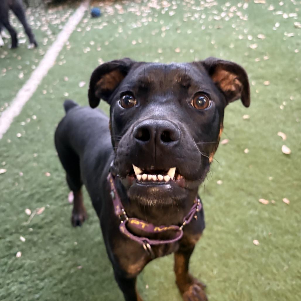 Archie, a Adoptable mixed breed in Lutz, FL image 4/6