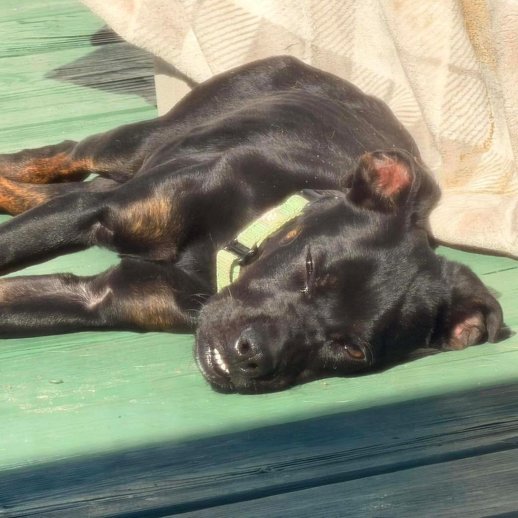 Enlarge Archie, a Adoptable mixed breed in Lutz, FL image 5/5