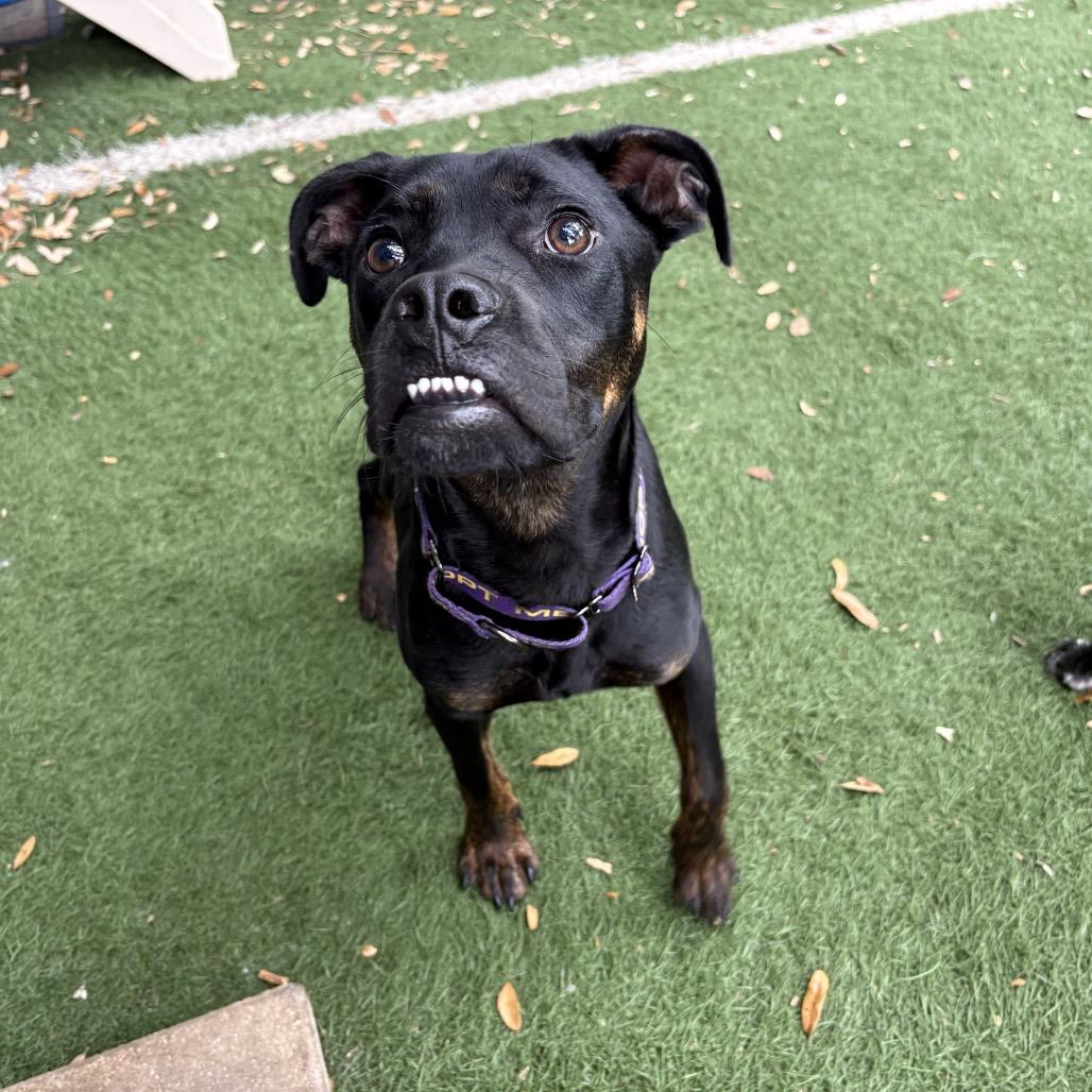 Archie, a Adoptable mixed breed in Lutz, FL image 5/6