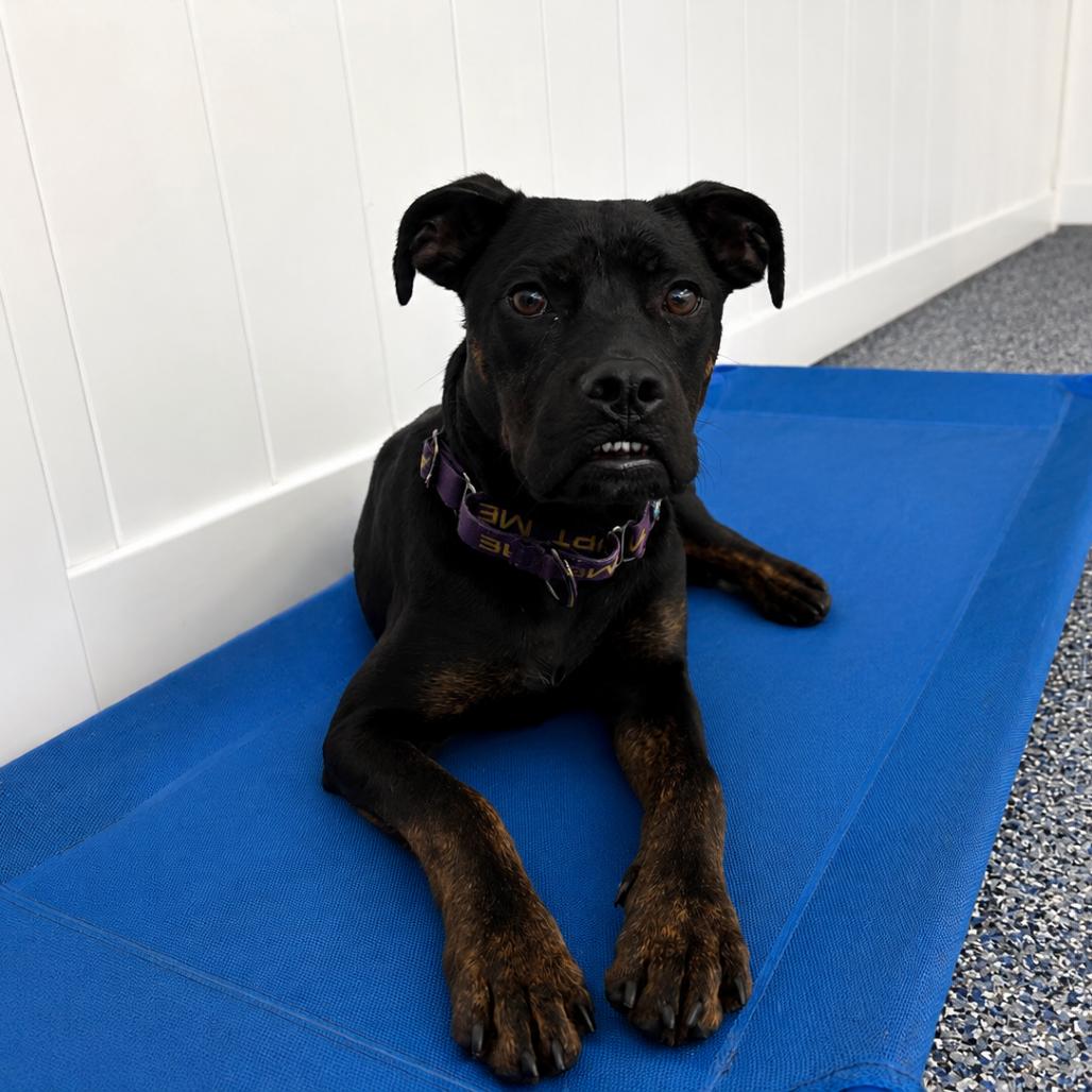 Archie, a Adoptable mixed breed in Lutz, FL image 6/6