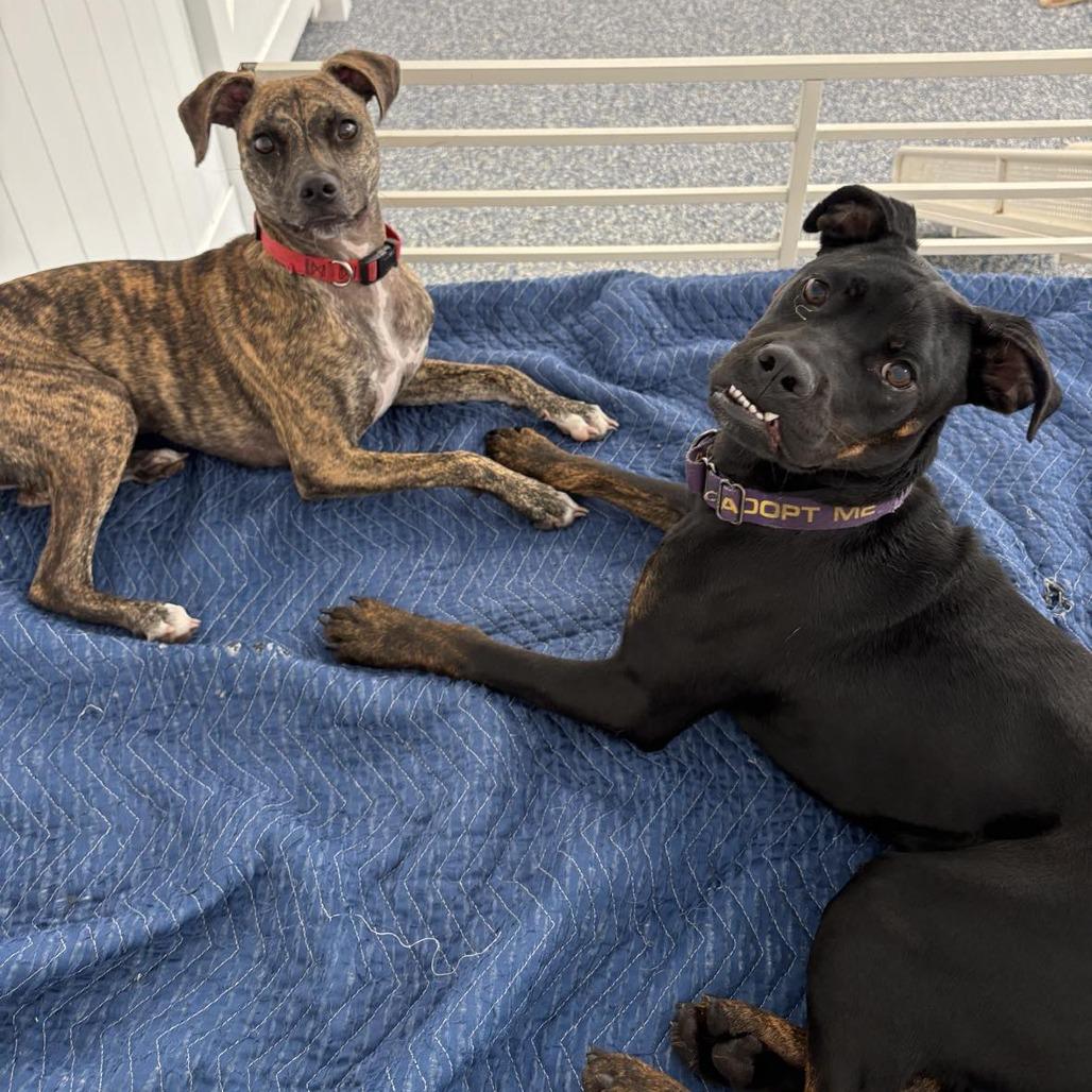 Archie, a Adoptable mixed breed in Lutz, FL image 6/6