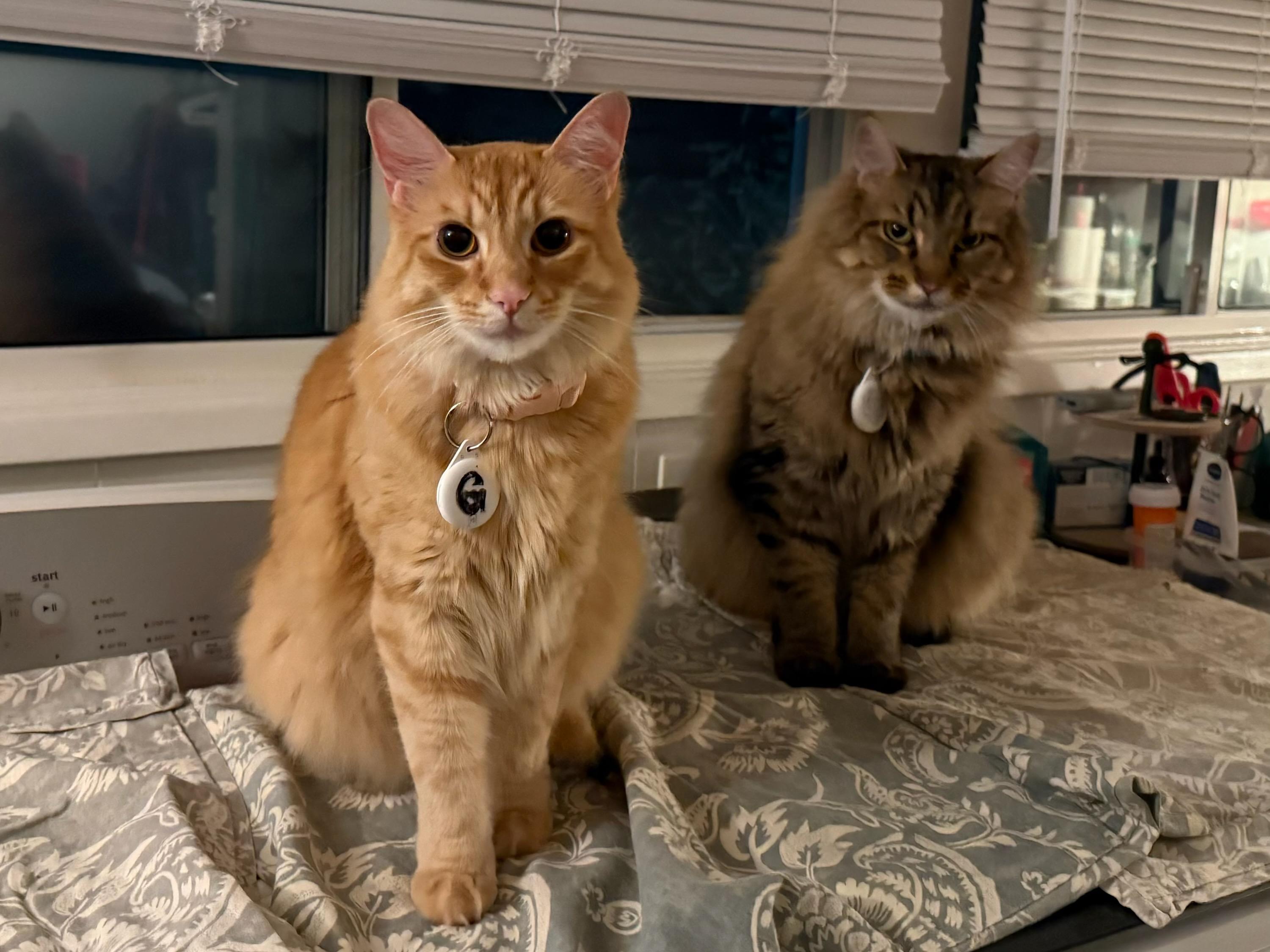 Enlarge Ginger Boy and Spike, a Adoptable mixed breed in Eureka, CA image 1/4