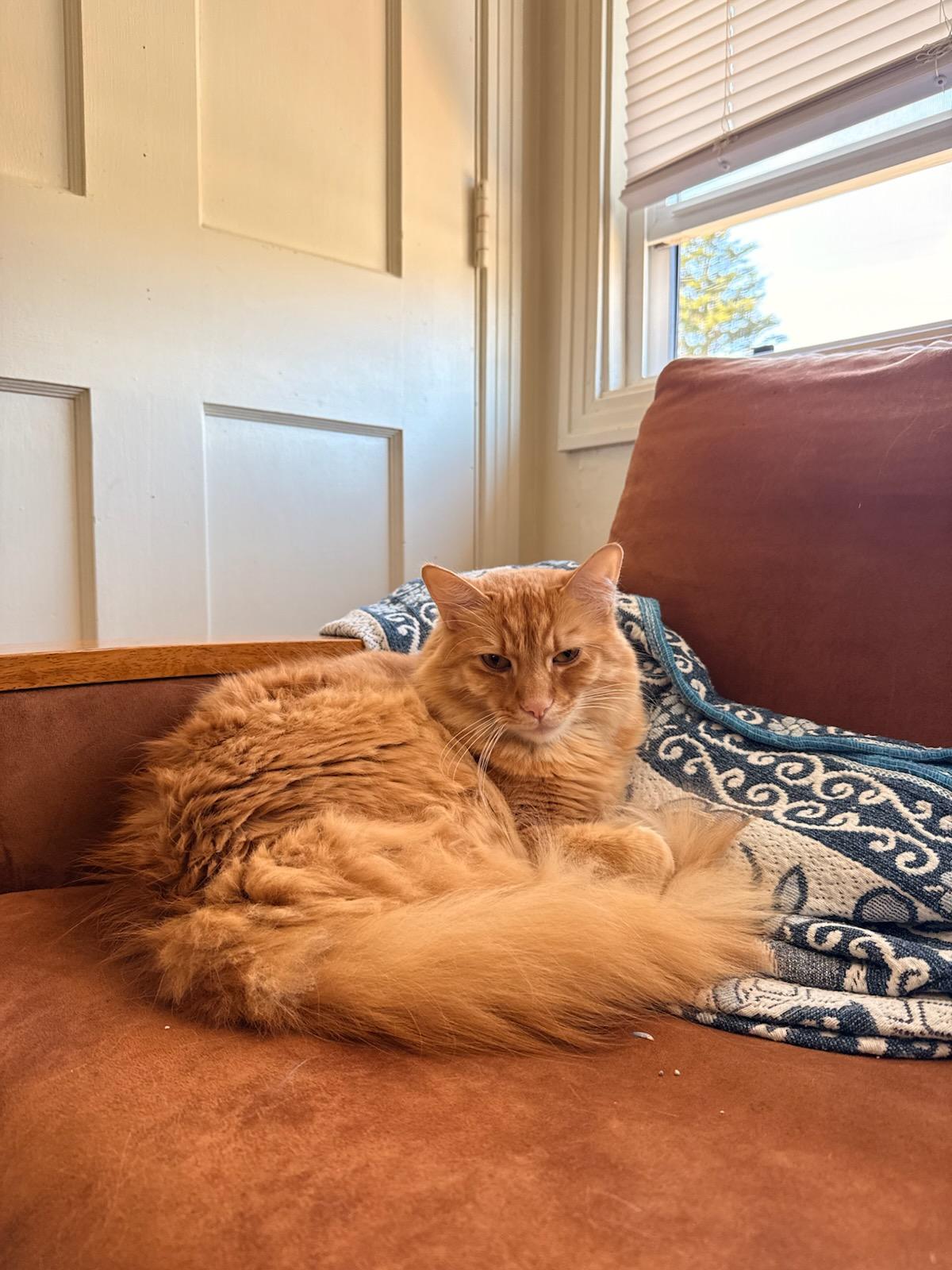 Enlarge Ginger Boy and Spike, a Adoptable mixed breed in Eureka, CA image 3/4