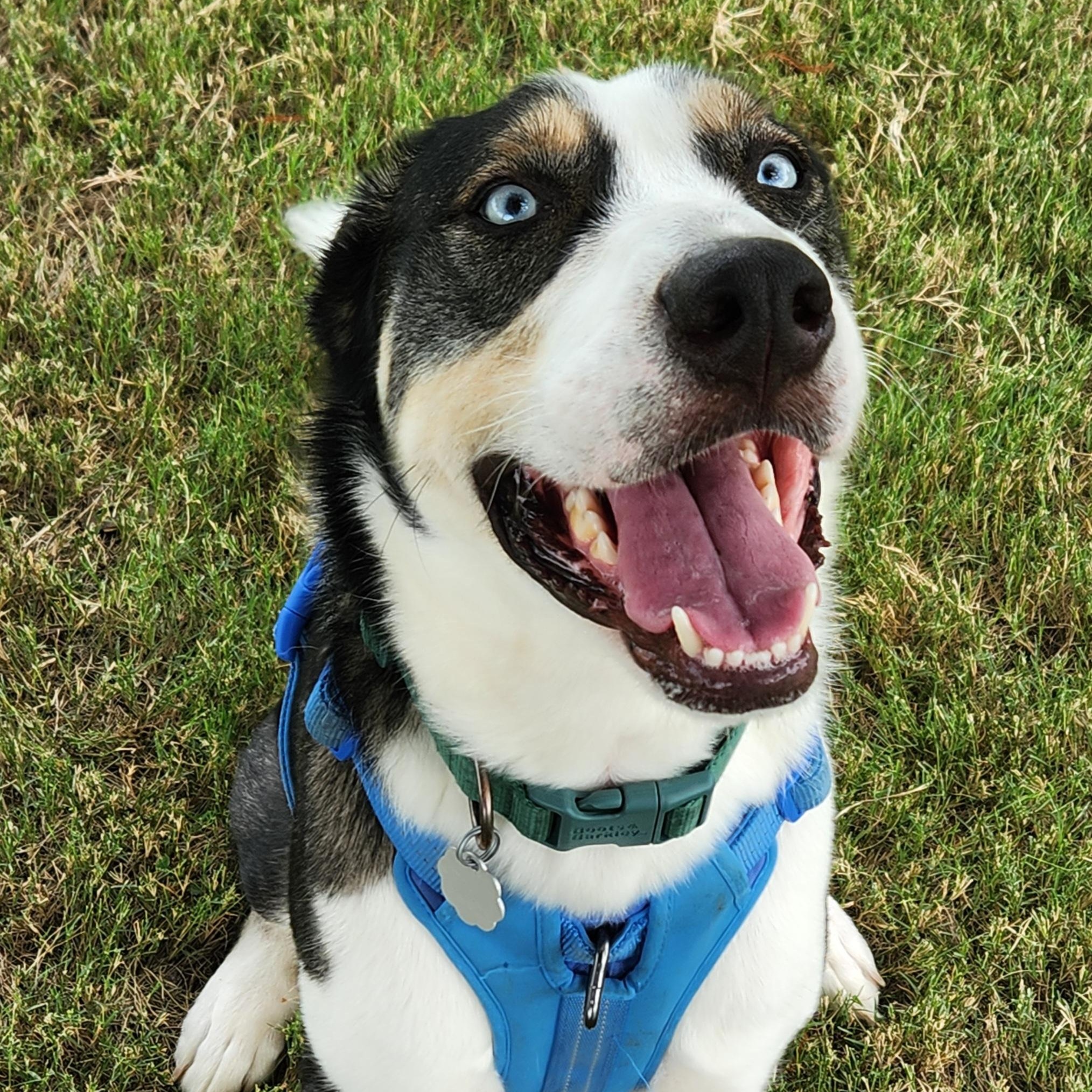 Enlarge Duke, a Adoptable mixed breed in OKLAHOMA CITY, OK image 1/6