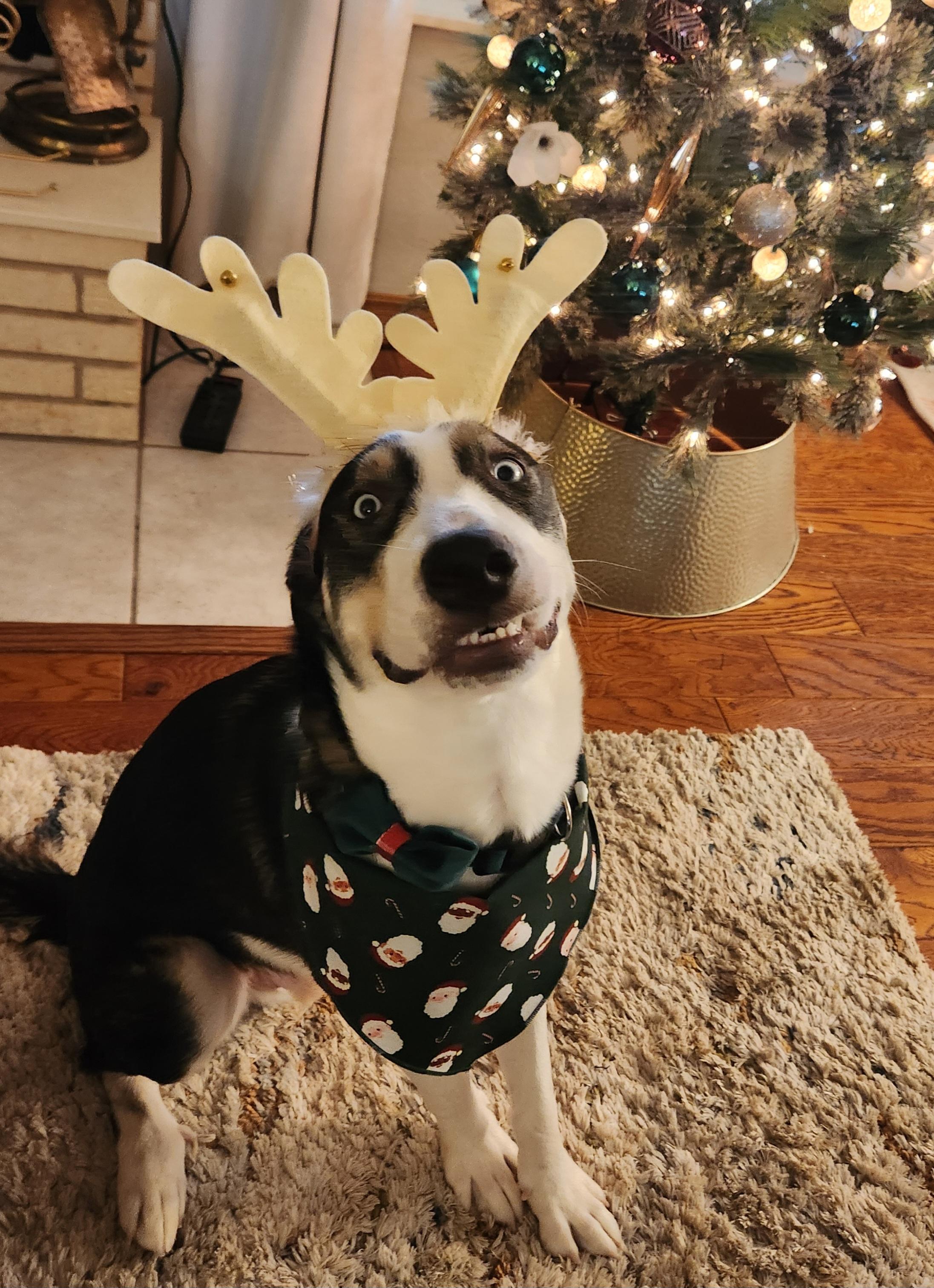 Enlarge Duke, a Adoptable mixed breed in OKLAHOMA CITY, OK image 5/6