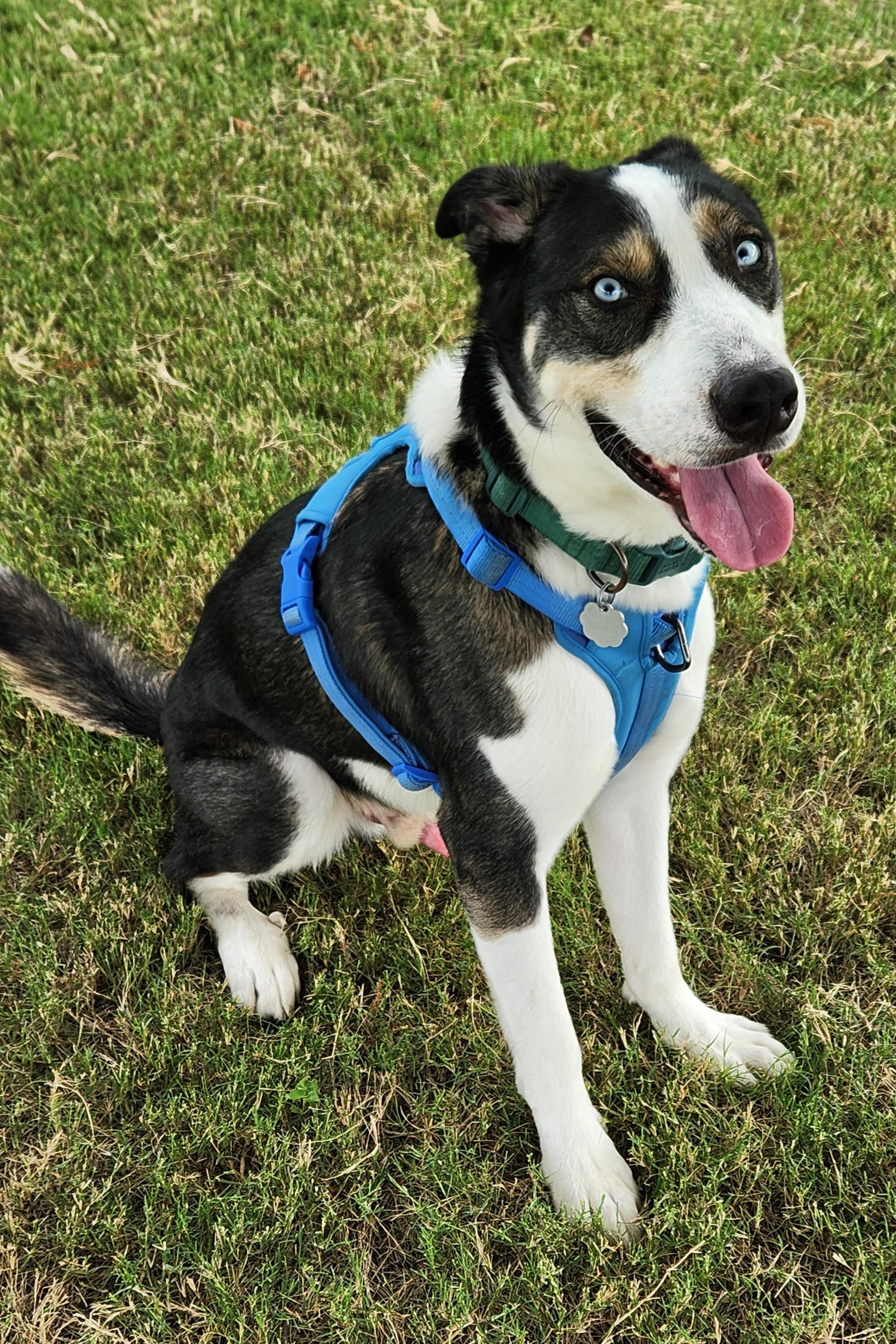 Enlarge Duke, a Adoptable mixed breed in OKLAHOMA CITY, OK image 2/6