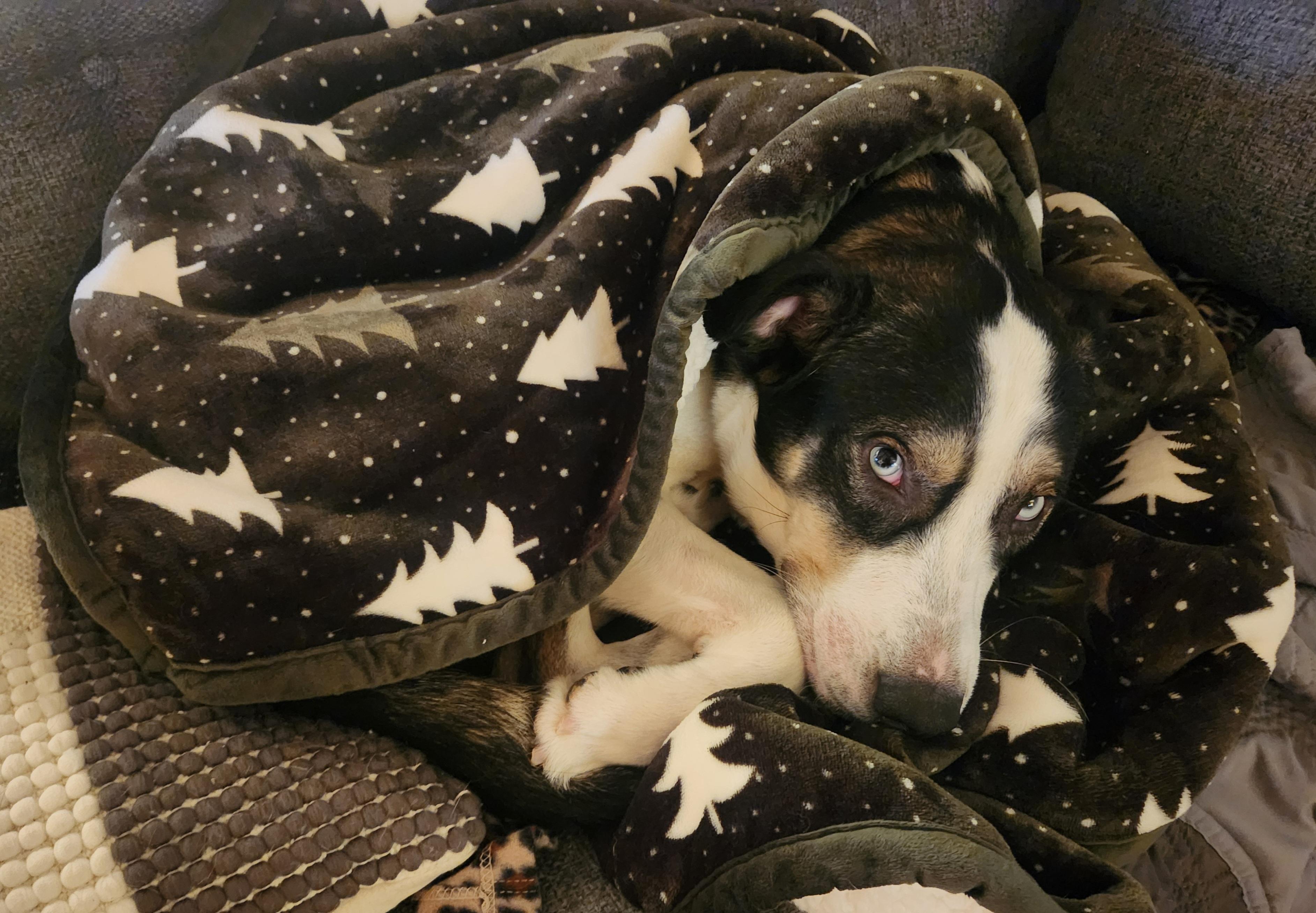 Enlarge Duke, a Adoptable mixed breed in OKLAHOMA CITY, OK image 4/6