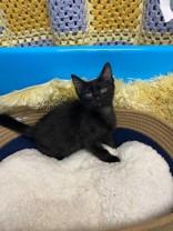 Phoenix 58646016, Adoptable, Kitten Male Domestic Short Hair.